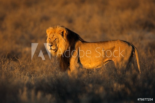Picture of Big male African lion Kalahari desert